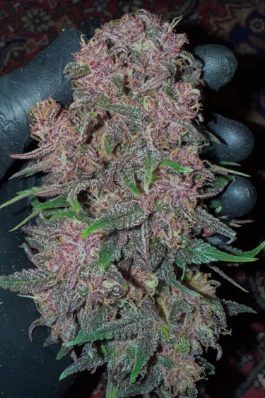 Instagram Lemon Cherry Cookies Auto