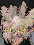 Instagram Gelato Auto