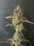 Instagram Guava Runtz Auto™
