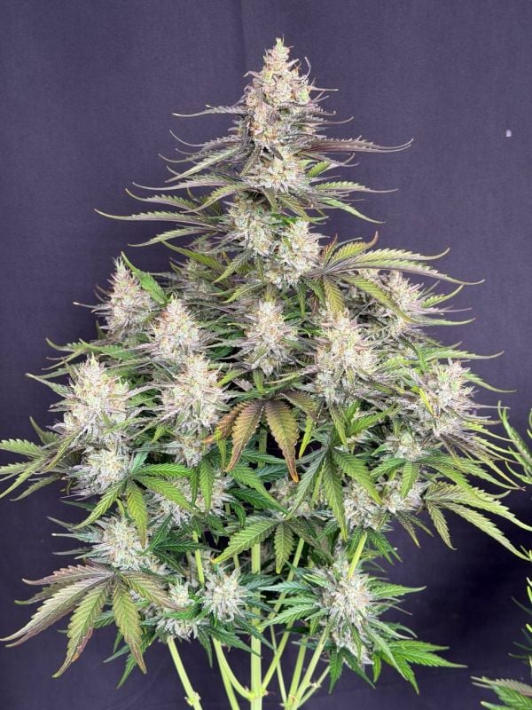 Instagram Trainwreck Auto