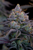 Instagram Gorilla Cookies FF