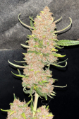 Instagram Banana Purple Punch Auto