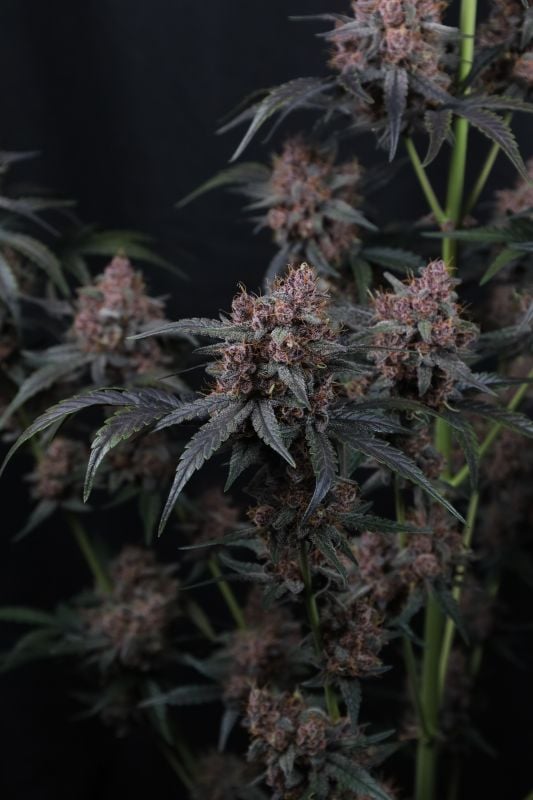 Instagram Mango Cherry Runtz Auto