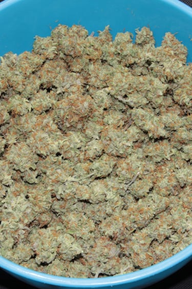 Instagram Cheese Auto