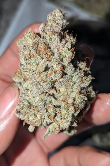 Instagram Cream Cookies Auto