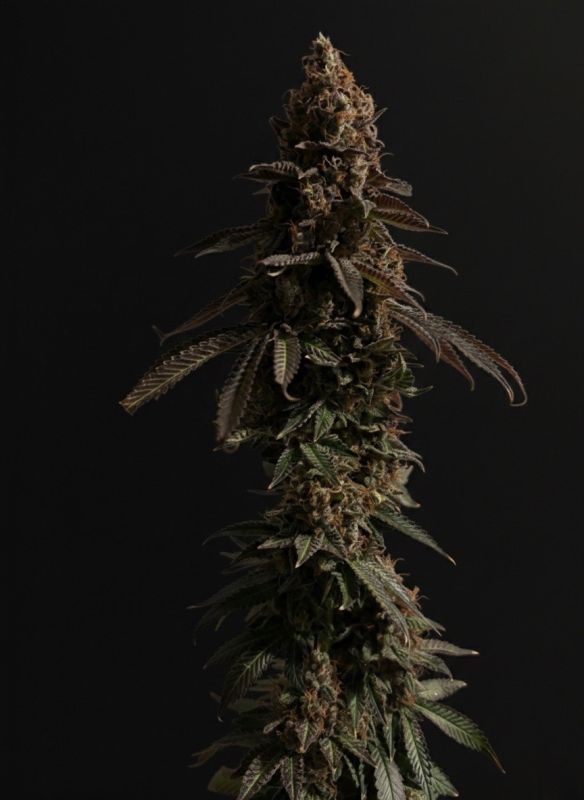 Instagram Lemon Cherry Runtz