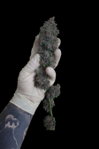 Instagram Cherry Cola Auto