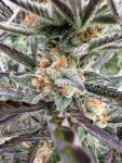 Instagram Blueberry Auto