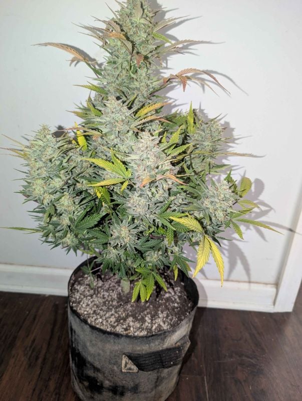 Instagram Super Boof Auto