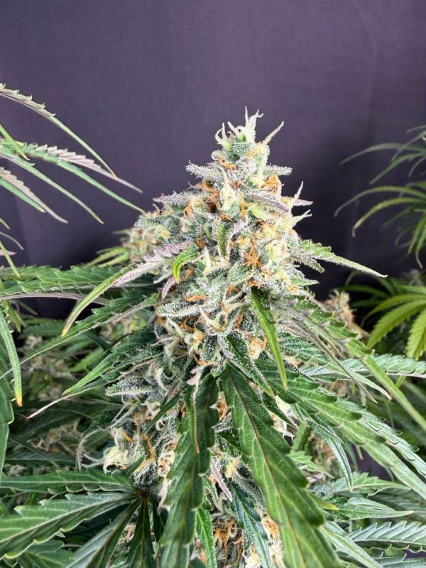 Instagram Jack Herer Auto