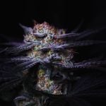 Instagram Mendo Frost Auto™