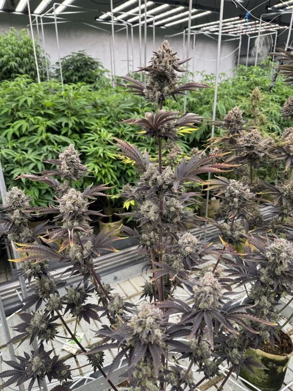 Instagram Mix Pack Auto RF3