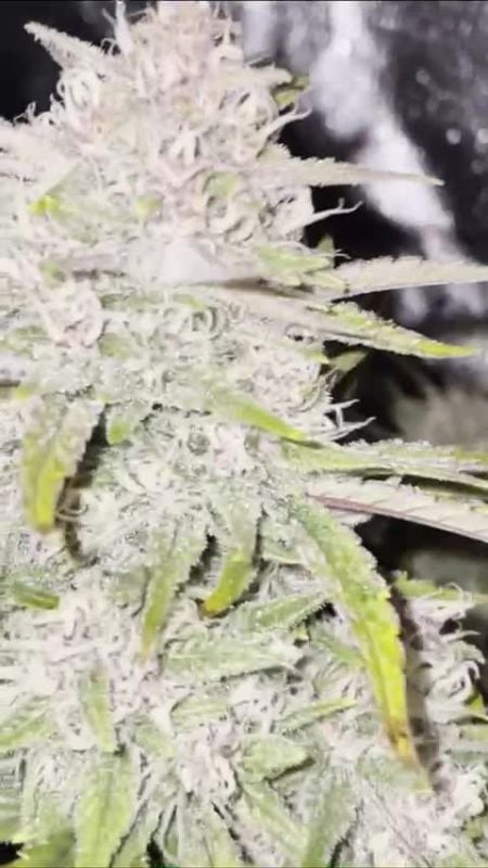 Banana Purple Punch Auto RF3 @.chiefdank DIS 