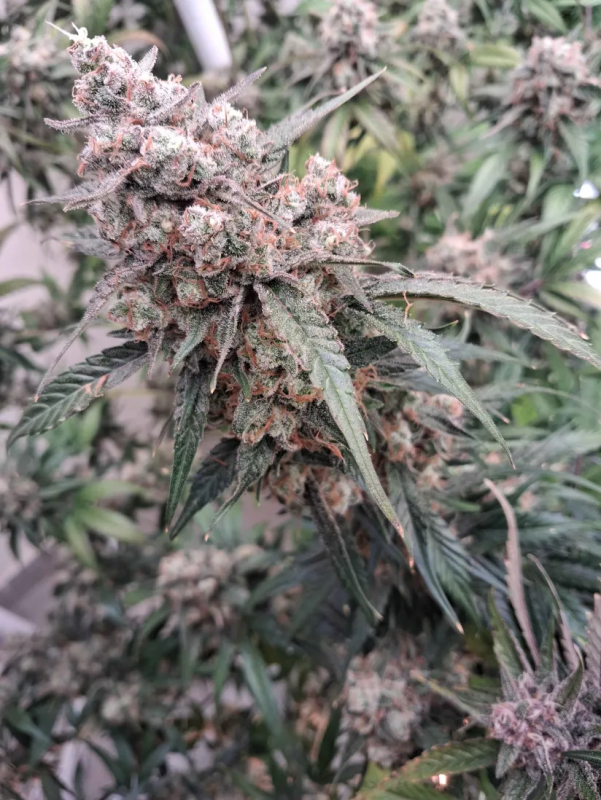 Instagram Frostbanger Auto