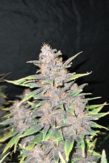 Instagram Fastberry Auto