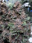 Instagram Mango Cherry Runtz Auto™