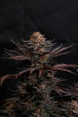 Instagram Purple Lemonade FF