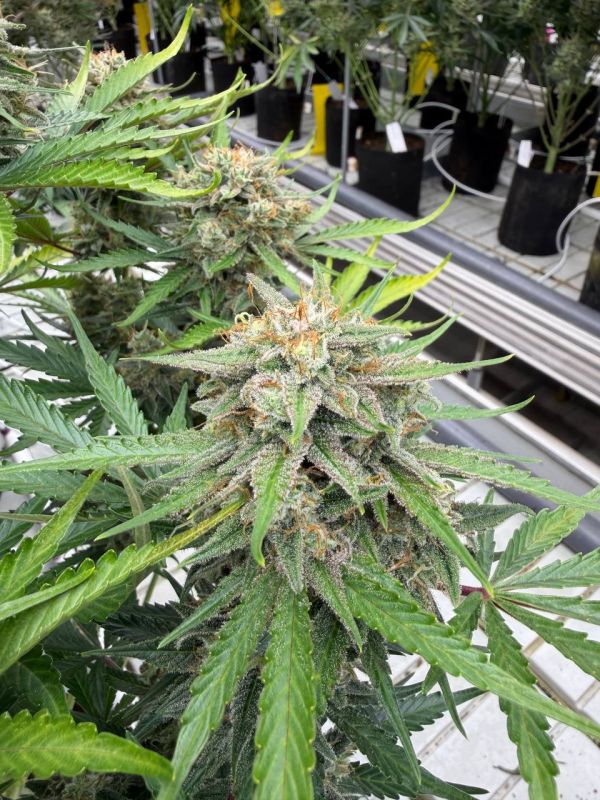 Instagram Cinderella Auto