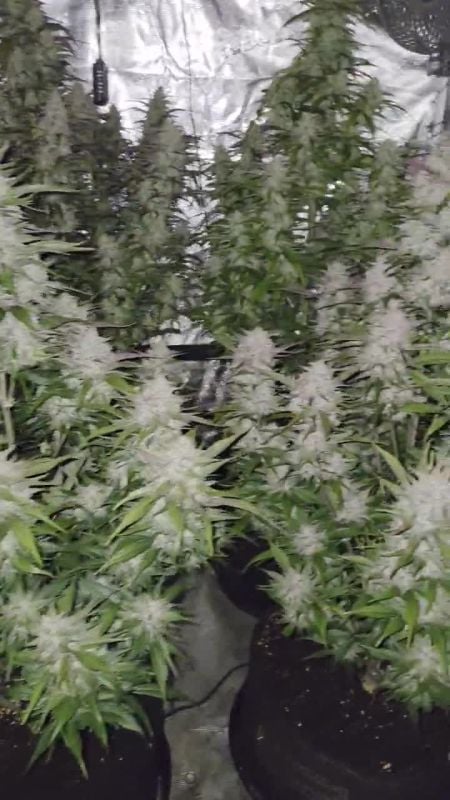 Strawbery gorilla Auto Ztrawberriez Auto @djodjoo27 DIS 