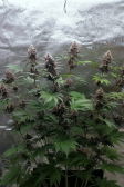 Instagram Purple Lemonade FF