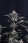 Instagram Mendo Frost Auto™