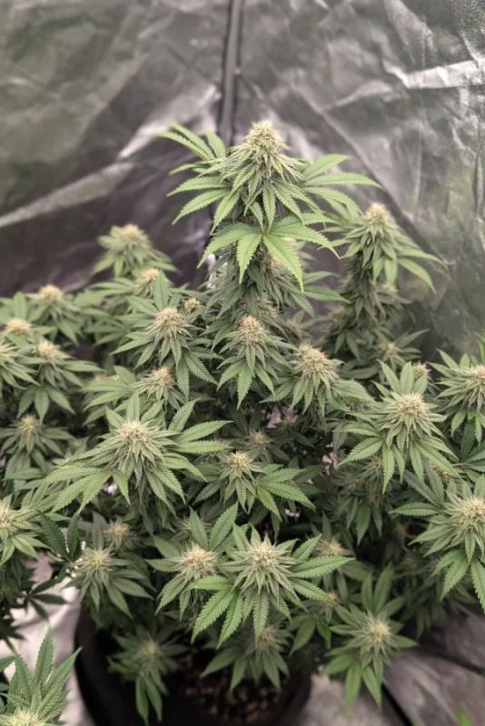 Instagram Fem High Yielder Trial Pack