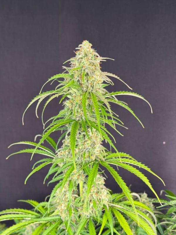 Instagram Jack Herer Auto