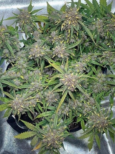 Instagram Lemon AK Auto