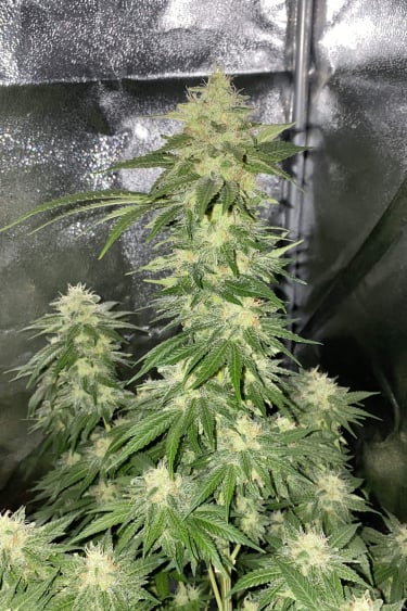 Instagram Wedding Cheesecake FF