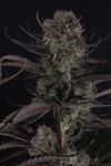 Instagram Strawberry Gorilla Auto RF3™