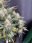 Instagram Big Bud Auto