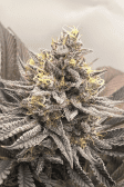 Instagram Purple Lemonade FF