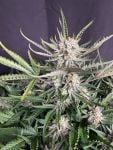 Instagram White Widow Auto