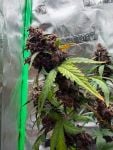 Instagram Purple Lemonade Auto RF3™