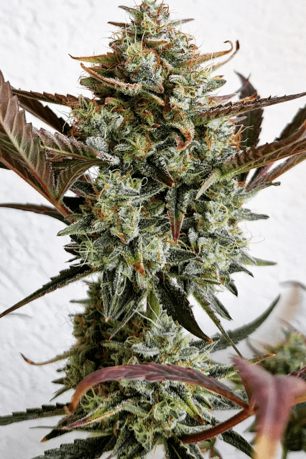 Buy Ztrawberriez Auto Cannabis Seeds | Fast Buds