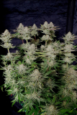 Instagram Tropicana Cookies FF
