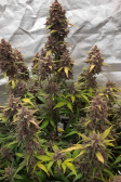 Instagram Banana Purple Punch Auto
