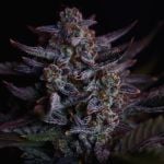 Instagram Mendo Guava Auto™