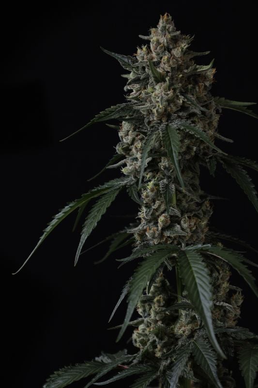 Instagram Banana Cherry Cookies Auto