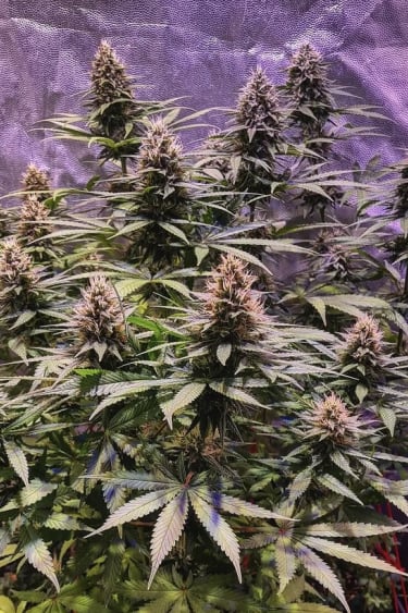 Instagram Girl Scout Cookies Auto