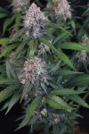 Instagram Lemon Cherry Sundae Auto™