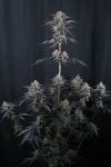 Instagram Mendo Cherry Cookies Auto™