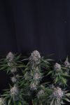 Instagram Lemon Cherry Sundae Auto™
