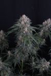 Instagram GMO Auto™