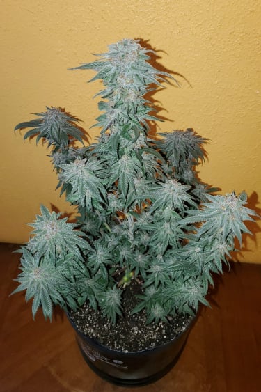 Instagram Pineapple Express Auto