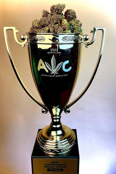 Instagram Tropicana Cookies Auto