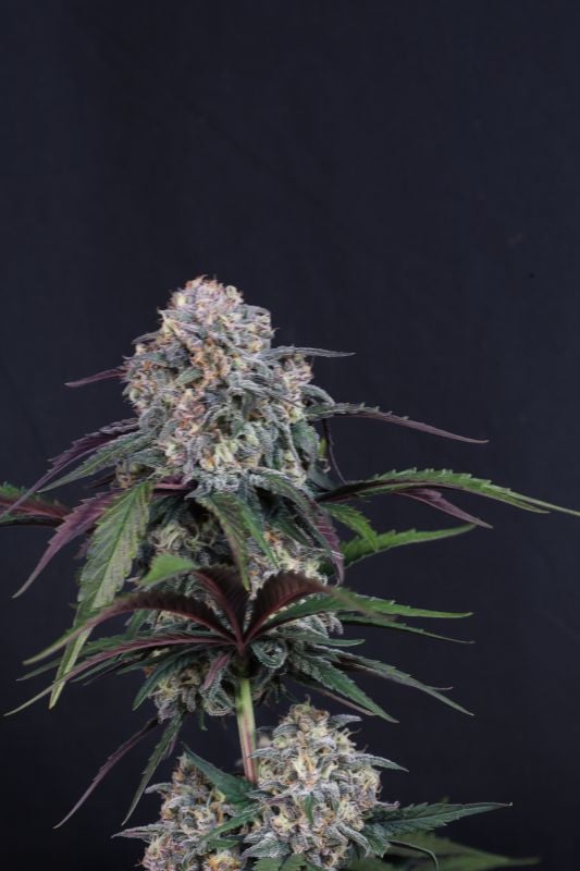 Instagram Lemon Cherry Sundae Auto