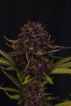 Instagram Purple Lemonade Auto RF3™