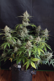 Instagram Pound Cake Auto™
