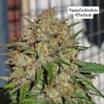 Instagram Papaya Cookies Auto™